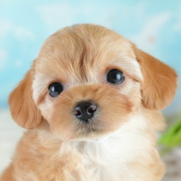 チワプー(チワワ×トイプードル)【埼玉県・女の子・2025年5月29日・レッド】の写真「7月19日(土)見学会➩20日(日)追加開催🌞」