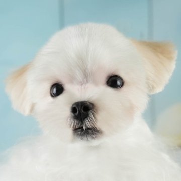 マルチーズ【埼玉県・男の子・2025年1月23日・ホワイト】の写真「🎉犬舎一周年記念🎂6月8日(日)見学会開催🐶」