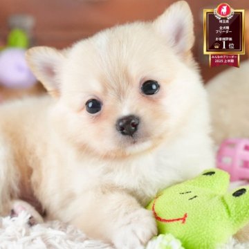 ポメ子 7月2日(水)11時より受注受付開始】【EMBER TOYS】Chibi Creature