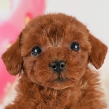 トイプードル(トイ)【埼玉県・女の子・2024年12月29日・レッド】の写真「🌷3月30日(日)トイプー見学会開催🌷」