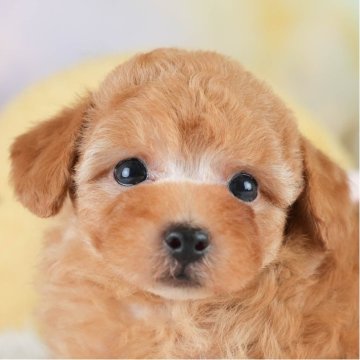 トイプードル(トイ)【埼玉県・男の子・2025年7月8日・レッド】の写真「✨🎃10月4日(土)🐶ワンちゃんの見学会🎃✨」