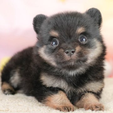 ポメチワ(チワワ×ポメラニアン)【埼玉県・女の子・2025年10月16日・ブラックタン】の写真「🍁🐾 11月29日🐶見学会開催 🐾🍁」