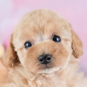 トイプードル(タイニー)【埼玉県・女の子・2025年10月31日・アプリコット】の写真「🎅12/20クリスマス見学会🎄当日予約大歓迎♪」