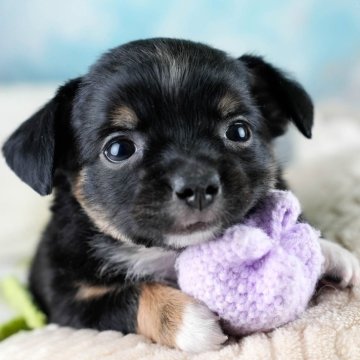 チワワ(ロング)【埼玉県・男の子・2025年10月4日・ブラックタン&ホワイト】の写真「🐶🐾11月15日(土)大好評特別見学会🐾🐶」