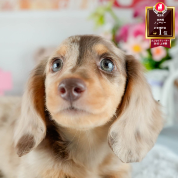 ミニチュアダックスフンド(ロング)【埼玉県・男の子・2025年7月15日・チョコレートダップル】の写真「☕️🍁11月1日(土)見学会開催🍁☕️」