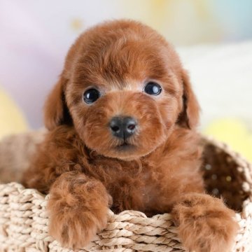 トイプードル(トイ)【埼玉県・女の子・2025年11月7日・レッド】の写真「🎅12/20クリスマス見学会🎄当日予約大歓迎♪」