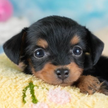 チワプー(トイプードル×チワワ)【埼玉県・女の子・2025年11月4日・ブラックタン】の写真「🎅12/20クリスマス見学会🎄当日予約大歓迎♪」