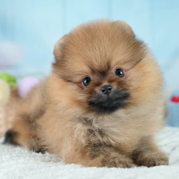 ポメラニアン【埼玉県・女の子・2025年9月10日・オレンジ】の写真「🐶🐾11月15日(土)大好評特別見学会🐾🐶」