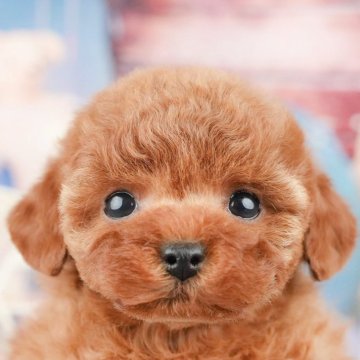 トイプードル(トイ)【埼玉県・女の子・2025年1月6日・レッド】の写真「💎4月19日(土)見学会開催✨」