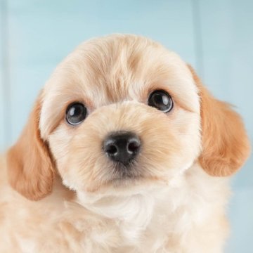 チワプー(チワワ×トイプードル)【埼玉県・男の子・2025年3月24日・クリーム】の写真「🍃5月31日(土)ワンちゃんの見学会開催🍃」