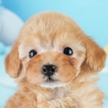 トイプードル(タイニー)【埼玉県・男の子・2025年2月2日・アプリコット】の写真「🎉犬舎一周年記念🎂6月8日(日)見学会開催🐶」