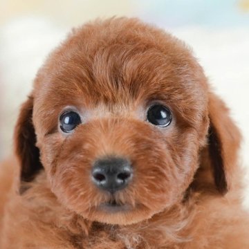 トイプードル(トイ)【埼玉県・男の子・2025年10月6日・レッド】の写真「🍁🐾 11月29日🐶見学会開催 🐾🍁」