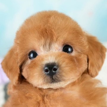 トイプードル(トイ)【埼玉県・女の子・2025年8月14日・レッド】の写真「✨🎃10月4日(土)🐶ワンちゃんの見学会🎃✨🍁」