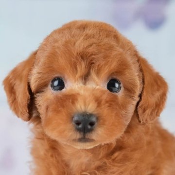 トイプードル(トイ)【埼玉県・女の子・2025年4月10日・レッド】の写真「🍃5月31日(土)ワンちゃんの見学会開催🍃」