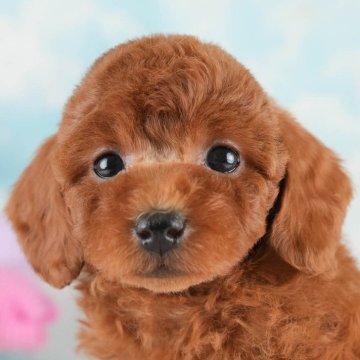 トイプードル(トイ)【埼玉県・女の子・2025年4月6日・レッド】の写真「🍃5月31日(土)ワンちゃんの見学会開催🍃」