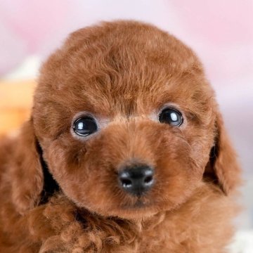 トイプードル(トイ)【埼玉県・男の子・2025年10月6日・レッド】の写真「🍁🐾 11月29日🐶見学会開催 🐾🍁」