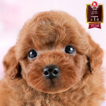 トイプードル(トイ)【埼玉県・男の子・2025年7月28日・レッド】の写真「✨🎃10月4日(土)🐶ワンちゃんの見学会🎃✨」