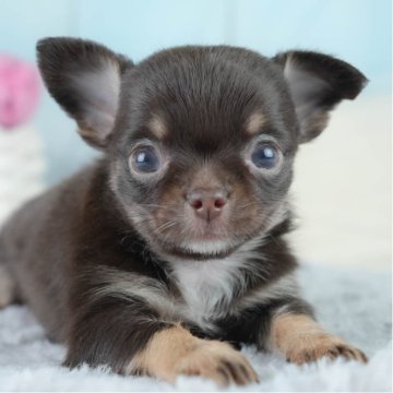 チワワ(ロング)【埼玉県・男の子・2025年6月21日・チョコレートタン】の写真「✨🎃10月4日(土)🐶ワンちゃんの見学会🎃✨」