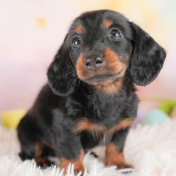 カニンヘンダックスフンド(ロング)【埼玉県・男の子・2025年10月12日・ブラックタン】の写真「🍁🐾 11月29日🐶見学会開催 🐾🍁」