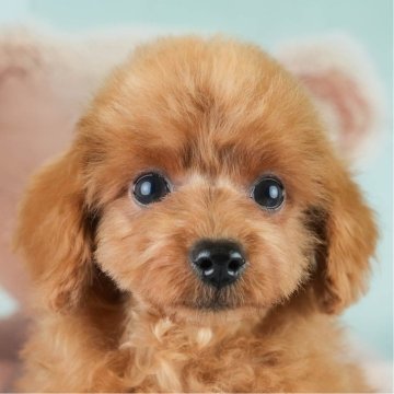 トイプードル(トイ)【埼玉県・男の子・2025年2月2日・レッド】の写真「💎GW期間中も休まず営業‼4日5日見学会開催💎」