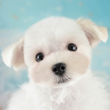 マルチーズ【埼玉県・男の子・2025年3月12日・ホワイト】の写真「🎉犬舎一周年記念🎂6月8日(日)見学会開催🐶」