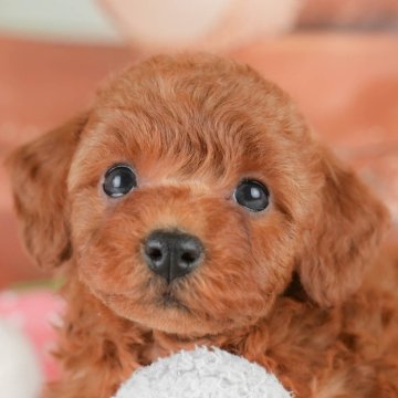 トイプードル(トイ)【埼玉県・女の子・2025年9月23日・レッド】の写真「🐶🐾11月15日(土)大好評特別見学会🐾🐶」