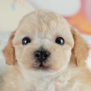 ミックス(ビションフリーゼ×トイプードル)【埼玉県・男の子・2024年12月10日・クリーム】の写真「💎4月19日(土)見学会開催✨」