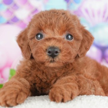 トイプードル(トイ)【埼玉県・女の子・2025年4月4日・レッド】の写真「犬舎一周年記念開催中🎉7月5日(土)見学会☀️」