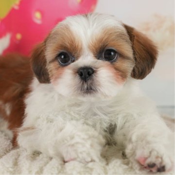 シーズー【埼玉県・女の子・2024年11月7日・ゴールドホワイト】の写真「✨2月15日(土)見学会開催✨」