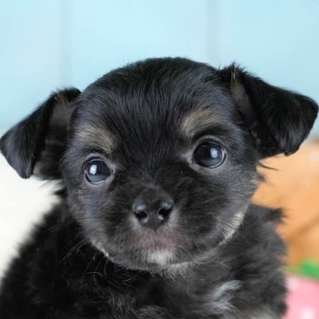 チワワ(ロング)【埼玉県・男の子・2025年10月4日・ブラックタン】の写真「🐶🐾11月15日(土)大好評特別見学会🐾🐶」