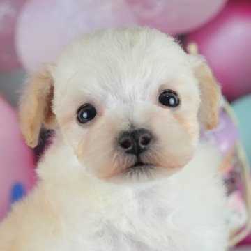 ビションプー(ビションフリーゼ×トイプードル)【埼玉県・男の子・2024年12月10日・クリーム】の写真「🎉犬舎一周年記念🎂6月8日(日)見学会開催🐶」