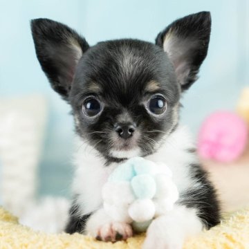 チワワ(ロング)【埼玉県・男の子・2025年8月7日・ブラックタン&ホワイト】の写真「✨🎃10月4日(土)🐶ワンちゃんの見学会🎃✨🍁」