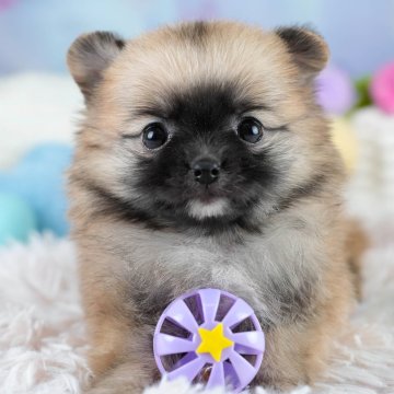 ポメチワ(ポメラニアン×チワワ)【埼玉県・女の子・2025年10月23日・オレンジ】の写真「🎅12月20日(土)クリスマス見学会開催🎄」