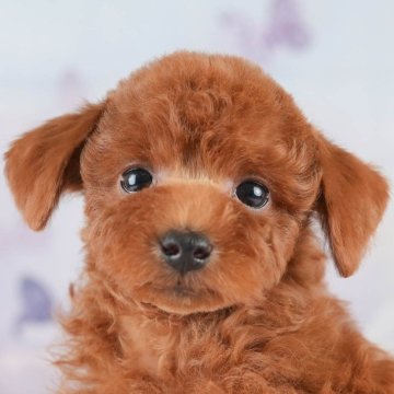 トイプードル(トイ)【埼玉県・男の子・2025年4月6日・レッド】の写真「🎉犬舎一周年記念🎂6月8日(日)見学会開催🐶」