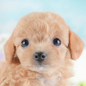 チワプー(チワワ×トイプードル)【埼玉県・女の子・2025年11月17日・アプリコット】の写真「【1月ラストチャンス🎉】子犬の見学会🐾」