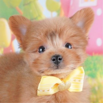 ポメプー(ポメラニアン×トイプードル)【埼玉県・男の子・2024年10月6日・レッド】の写真「🌟埼玉県内で子犬の掲載数が１番！🌟」