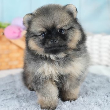 ポメラニアン【埼玉県・女の子・2025年10月3日・オレンジセーブル】の写真「🍁🐾 11月29日🐶見学会開催 🐾🍁」