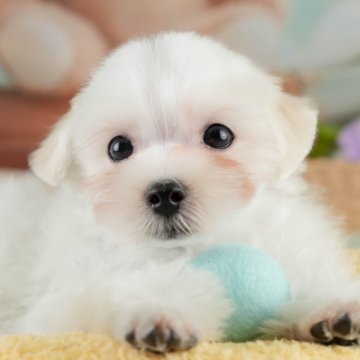 マルチーズ【埼玉県・男の子・2025年3月12日・ホワイト】の写真「🎉犬舎一周年記念🎂6月8日(日)見学会開催🐶」