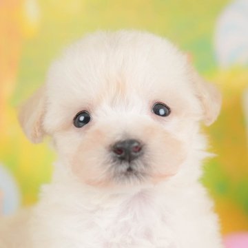 ビションプー(ビションフリーゼ×トイプードル)【埼玉県・男の子・2025年9月18日・クリーム】の写真「🐶🐾11月15日(土)大好評特別見学会🐾🐶」