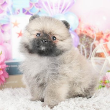 ポメラニアン【埼玉県・男の子・2025年1月26日・ウルフセーブル】の写真「🌷母の日イベント＆大好評見学会開催決定！🌷」
