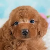 トイプードル(トイ)