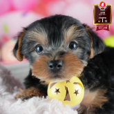 ヨークシャーテリア