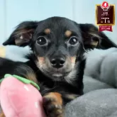 チワックス(チワワ×ダックスフンド)【埼玉県・男の子・2025年2月20日・ブラックタン】の写真1「子犬の画像を10枚掲載してます💖とっても可愛い姿を全部見てあげてください☺」