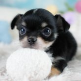 チワワ(ロング)