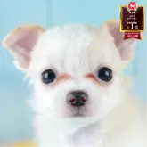 チワワ(ロング)