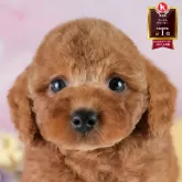 トイプードル(トイ)