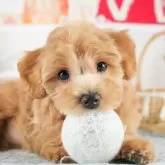 マルプー(マルチーズ×トイプードル)【埼玉県・男の子・2024年12月28日・アプリコット】の写真1「子犬の画像を10枚掲載してます💖とっても可愛い姿を全部見てあげてください☺」