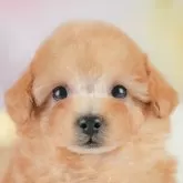 タイニープードル