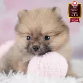 ポメラニアン
