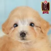 タイニープードル